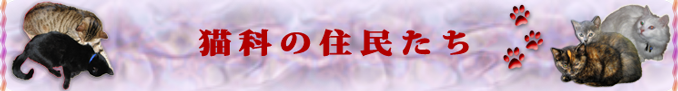 猫住(獣)民と常連たち