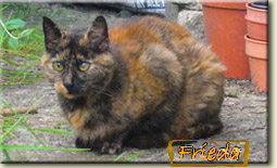 ベイビー･フリーダ